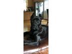 Adopt Hops a Black Cane Corso / Mixed dog in Manchester, CT (41437024)