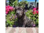 Adopt Luigi a Black Shar Pei / Mixed Breed (Medium) dog in Lathrop