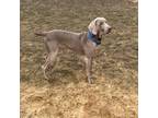 Adopt Quintin a Gray/Blue/Silver/Salt & Pepper Weimaraner / Mixed dog in Grand