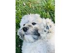 Adopt Ramsey a Gray/Silver/Salt & Pepper - with White Havanese / Mixed dog in
