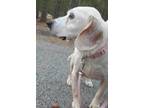 Adopt Simon a White Beagle / Mixed Breed (Medium) / Mixed (short coat) dog in