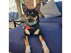 Adopt Ellis a Black Miniature Pinscher / Mixed Breed (Medium) / Mixed (short