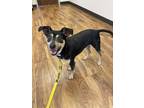 Adopt Colt a Black Mixed Breed (Small) / Mixed Breed (Medium) / Mixed (short
