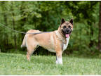 Adopt Sakura a Brown/Chocolate Akita / Mixed Breed (Medium) / Mixed (short coat)