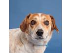 Adopt Bumper 5178 a Brown/Chocolate Corgi / Basset Hound dog in Frankfort