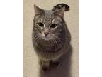 Adopt Teddi Winkles a Gray, Blue or Silver Tabby Domestic Shorthair (short coat)