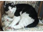 Adopt Olive a Black & White or Tuxedo Domestic Mediumhair / Mixed (medium coat)
