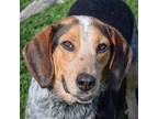 Adopt Bandit a Tricolor (Tan/Brown & Black & White) Beagle / Mixed dog in
