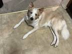 Adopt Toby a Brown/Chocolate - with White Australian Shepherd / Texas Heeler /