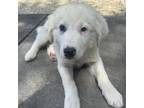 Adopt Shepherd a Tan/Yellow/Fawn Great Pyrenees / Akbash dog in Columbia