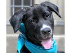 Adopt Crew a Black - with White Retriever (Unknown Type) / Pointer / Mixed dog