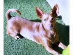 Adopt Dutch a Red/Golden/Orange/Chestnut Chiweenie / Dachshund / Mixed dog in