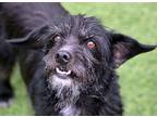 Adopt Bissill a Black - with White Cairn Terrier / Norfolk Terrier / Mixed dog