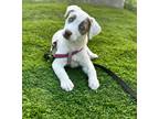 Adopt Penelope a White - with Tan, Yellow or Fawn Labrador Retriever / Mixed dog
