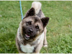 Adopt Teddy a Tan/Yellow/Fawn Akita / Mixed Breed (Medium) / Mixed (short coat)
