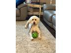 Adopt Tripper a White Labradoodle / Mixed dog in Palestine, TX (41338954)