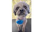 Adopt Maya a Black Poodle (Miniature) / Mixed dog in Camden County