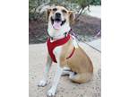 Adopt Kanga G a Whippet dog in Fairfax Station, VA (40861232)