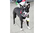 Adopt Harper S a Border Collie / Australian Cattle Dog dog in Fairfax Station