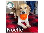 Adopt Noelle a Tricolor (Tan/Brown & Black & White) Beagle / Mixed dog in Novi