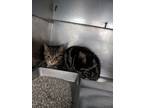 Adopt Sokka a Brown Tabby Domestic Shorthair / Mixed Breed (Medium) / Mixed