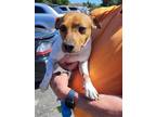Adopt Jack a White Jack Russell Terrier / Rat Terrier / Mixed (short coat) dog