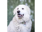 Adopt Gracie a White Great Pyrenees / Mixed Breed (Medium) / Mixed (short coat)