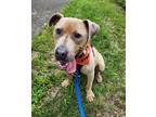 Adopt Buzz a American Pit Bull Terrier / Mixed Breed (Medium) / Mixed dog in