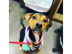 Adopt Daisy a Black - with White Treeing Walker Coonhound / Boxer / Mixed dog in