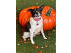 Adopt Corndog a White - with Black Rat Terrier / Mixed dog in Dalton