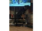 Adopt Sarge a Black - with Tan, Yellow or Fawn German Shepherd Dog / Rottweiler