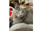 Adopt Izzy a Gray or Blue Russian Blue / Mixed (medium coat) cat in Frisco