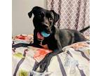 Adopt Salem a Black American Pit Bull Terrier / Golden Retriever / Mixed dog in