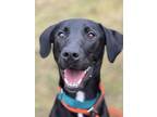 Adopt Pepper a Black Labrador Retriever / Flat-Coated Retriever / Mixed dog in