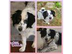 Adopt Ellie a Tricolor (Tan/Brown & Black & White) Poodle (Miniature) /