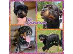 Adopt Bianca a Black - with Tan, Yellow or Fawn Rottweiler / Mixed dog in