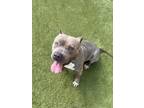 Adopt Goose a Merle American Pit Bull Terrier / Mixed Breed (Medium) / Mixed