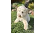 Adopt Aïoli a White Westie, West Highland White Terrier / Mixed dog in PLANO