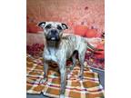Adopt Trinity a Boxer / Terrier (Unknown Type, Medium) / Mixed dog in LAFAYETTE