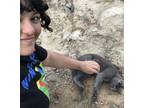 Adopt Ranger a Gray or Blue Russian Blue / Mixed (short coat) cat in Riverside