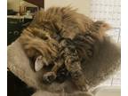 Adopt Zoë a Brown or Chocolate Maine Coon / Mixed (long coat) cat in