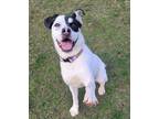 Adopt Nova a White - with Black Blue Heeler / Rat Terrier / Mixed dog in Sparta