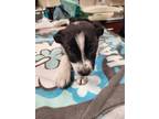 Adopt Yukon a Black Border Collie / Mixed Breed (Medium) / Mixed (short coat)