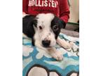 Adopt Tot a Black Border Collie / Mixed Breed (Medium) / Mixed (short coat) dog