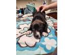 Adopt Spud a Black Border Collie / Mixed Breed (Medium) / Mixed (short coat) dog