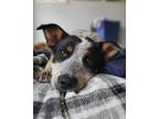 Adopt Bingo a Gray/Silver/Salt & Pepper - with Black Australian Cattle Dog /