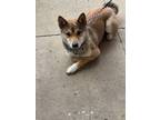 Adopt Cruz a Tan/Yellow/Fawn Shiba Inu / Shiba Inu / Mixed dog in Philadelphia