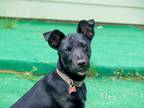 Adopt ECLIPSE a Black Terrier (Unknown Type, Medium) / Labrador Retriever /