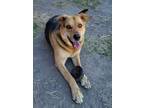 Adopt Renegade a Black - with Tan, Yellow or Fawn German Shepherd Dog /