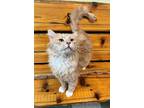Adopt Paul a Gray or Blue (Mostly) Domestic Mediumhair / Mixed Breed (Medium) /